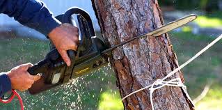 Professional Tree Care in Woodland Park, NE