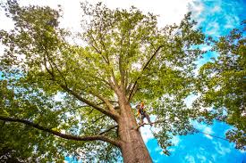 How Our Tree Care Process Works  in  Woodland Park, NE